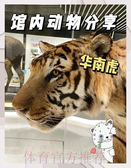 四川猫见证华南虎收获联赛千胜 四川猫见证华南虎收获联赛千胜